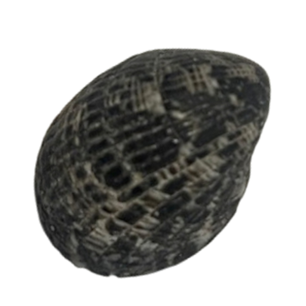 shelfish